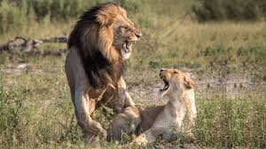 When to omit the word anos in spanish? Cursing Abroad Spanish Insults To Round Out Your Studies