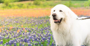 Pyrenean mountain dog, chien des pyrenees, chien de montagne des pyrenees, montanes del pirineo, pyr. Anatolian Shepherd Dog Breed Profile Petfinder