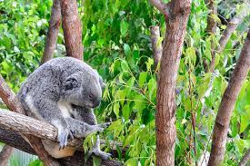 Koalas at one australian zoo were at risk from wildfires last week, but got drenched in torrential rain on friday (afp photo/handout). How Much Does A Koala Bear Cost Howmuchisit Org