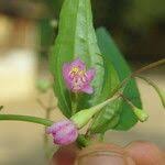 Image result for Dinophora spenneroides