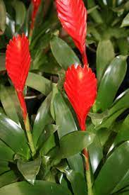 See more ideas about tropical flowers, flowers, tropical. Garden Answers Plant Identification Plant Identification Planting Flowers Tropical Plants