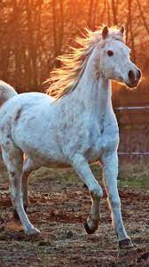 White Arabian Horse Wallpaper Iphone Android Desktop Backgrounds Horse Wallpaper White Arabian Horse Horses