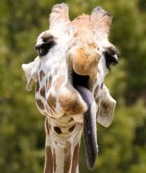 Ten Pictures Of Animals With Hangovers That Will Make You Feel Better Giraffe Pictures Funny Giraffe Pictures Animals