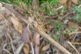 Image result for Grewia pubescens