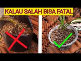 Selain haruman bau daun pandan dalam hidangan dan wangian di sesebuah ruang, daun pandan ada banyak khasiat kesihatannya juga! Download Pandan Wangi Mp4 Mp3 3gp Naijagreenmovies Fzmovies Netnaija