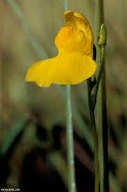 Image result for Utricularia inflexa