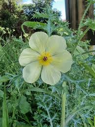 Image result for Argemone mexicana