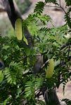 Image result for Brachystegia glaucescens