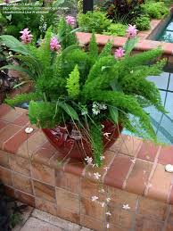 This plant has tuberous taproots that grow into quite an extensive system. Plantfiles Pictures Asparagus Foxtail Fern Myersii Asparagus Densiflorus By Katg