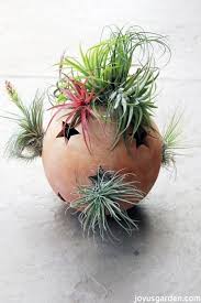 We did not find results for: 14 Creative Diy Air Plant Decor Ideas Shelterness