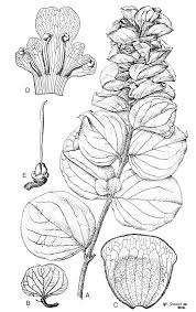 Image result for Leucas urundensis