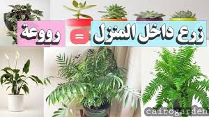 سر نجاح النباتات الداخلية فى المنزل بسهولة youtube