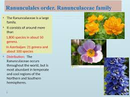 Image result for Ranunculaceae