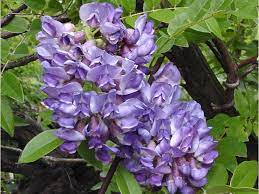 Wisteria Frutescens Longwood Purple American Wisteria Wisteria Purple Wisteria