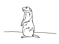 Prairie dog portrait with flowers narcissus. Mammals Coloring Pages 9 For Toddlers Preschool And Kindergarten