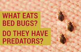They actually act as garbage collectors of a sort. Which Animals And Insects Can Eat Bed Bugs Bed Bug Detected
