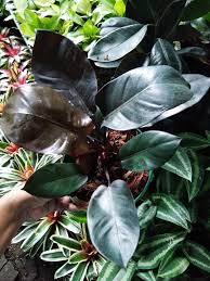 These are various pictures of ornamental plants that are grown in the philippines. Sold Out Adela S Precy S Garden Of Ornamental Plants Facebook