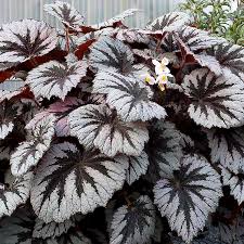 Image result for Begonia nyassensis
