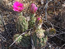 These large succulents have a cluster of ripe fruit capsules at the end of the truncheons. Echinocereus Fasciculatus Robust Hedgehog Cactus