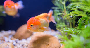 Marine fresh water tank treatment. Causes Prevention And How To Treat Ich In Freshwater Fish Petcoach