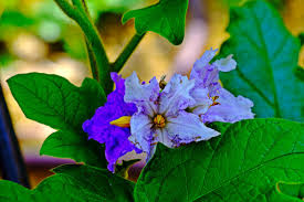 Image result for Solanum wrightii