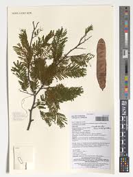 Image result for Acacia adenocalyx