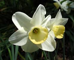 Narcissus Fruit Cup Scented Daffodil With A Cup That Eventually Fades To White Leaves Are Narrower Than Usual Almost Grass L Daffodils Narcissus Flowers