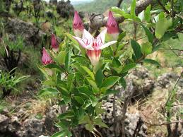 Image result for Strophanthus welwitschii
