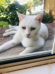 Lost White Cat in Rogers Park