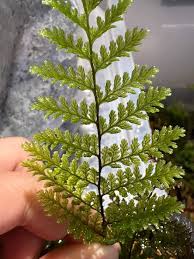 Image result for Abrodictyum