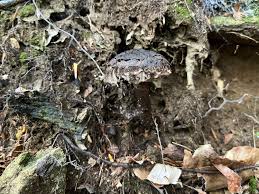 Image result for Strobilomyces strobilaceus