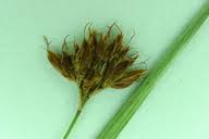 Image result for Brachythrix glomerata