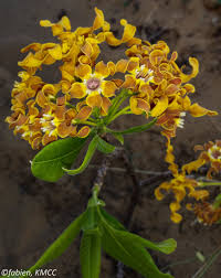 Image result for Strophanthus bequaertii