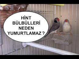 Hint Bulbulleri Neden Yumurtlamaz Iste Madde Madde Sebepleri Youtube