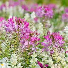 Cleome Hassleriana Spider Flower