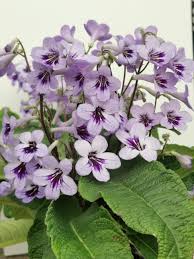 Image result for Streptocarpus montis-bingae