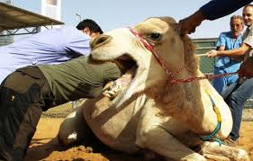 3 years ago in #eproverb by megastudy (57). Communications Basics Swallowing The Online Video Camel