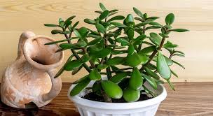 Does jade plant has flowers. Jade Plant Benefits Small But Important Things To Observe Greenkosh