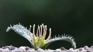 Image result for Hesperantha longicollis