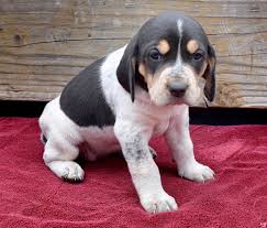Look at pictures of bluetick coonhound puppies who need a home. Bluetick Coonhound Info Temperament Puppies Mix Pictures