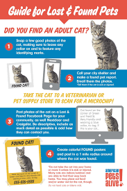 American Pets Alive What To Do When You Find A Cat And The Shelter Is Closed Find Pets Cat Infographic Found Cat