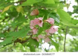 Image result for Dombeya acutangula
