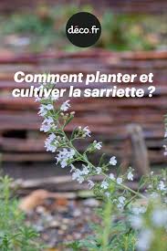 Comment Planter Et Cultiver La Sarriette En 2020 Comment Planter Plantes Aromatiques Et Medicinales Cultiver