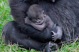Baby Gorilla Is Cradled By Her 16 Stone Mother After Being Born In Twycross Zoo Daily Mail Online