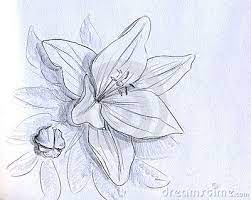 Iris Flower Pencil Sketch Flower Drawing Iris Flowers Pencil Drawings