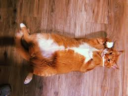 We are a cat and kitten rescue and adoption organization in the triangle area of nc. Second Chance Pet Adoptions 6003 Chapel Hill Rd Ste 133 Raleigh Nc Animal Shelters Mapquest