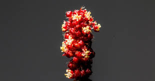 Image result for Cassytha pondoensis