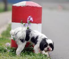 Symptoms of bladder cancer in dogs dogs that are suffering from bladder cancer will be in pain and will exhibit signs of having difficulty urinating. Does Your Dog Have A Urinary Tract Infection Learn The Symptoms