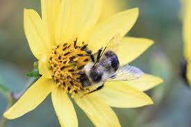 We did not find results for: Fiori Gialli Allegri Anche In Autunno Giardinaggio Piante E Fiori