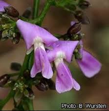 Image result for Terminalia stuhlmannii